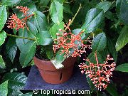oranžový Izbové Rastliny Nápadné Melastome Kvetina (Medinilla) fotografie