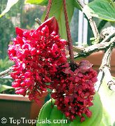 rojo Plantas de interior Melastome Vistoso Flor (Medinilla) foto