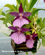 紫 室内植物 Miltonia 花  照片