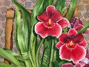 roșu Plante de interior Miltonia Floare  fotografie