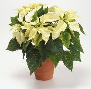biela Izbové Rastliny Vianočné Hviezda Kvetina (Poinsettia pulcherrima) fotografie
