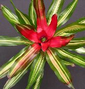 红 室内植物 凤梨 花 (Neoregelia) 照片