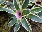 紫丁香 室内植物 凤梨 花 (Neoregelia) 照片