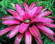 розов Стайни растения Bromeliad Цвете (Neoregelia) снимка
