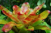 оранжев Стайни растения Bromeliad Цвете (Neoregelia) снимка