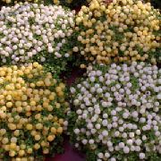 Bead Plant branco Flor