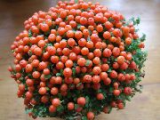oranžinis Vidinis augalai Karoliukas Augalų žiedas (nertera) nuotrauka