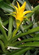 dzeltens Telpaugi Nidularium Zieds  foto