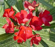 Κόλπο Τριαντάφυλλο, Πικροδάφνες κόκκινος λουλούδι