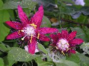 koyu kırmızı Kapalı bitkiler Tutku Çiçeği çiçek (Passiflora) fotoğraf