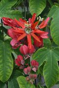 црвен Затворени погони Пассион Фловер Цвет (Passiflora) фотографија