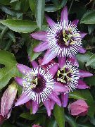 lila Krukväxter Passionsblomma  (Passiflora) foto