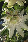 ホワイト 屋内植物 トケイソウ フラワー (Passiflora) フォト