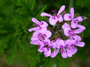 紫丁香 室内植物 天竺葵 花 (Pelargonium) 照片