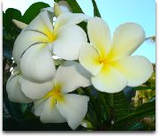 biały Rośliny domowe Plumeria Kwiat  zdjęcie