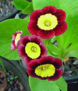 Primula, Auricula κόκκινο κρασί λουλούδι
