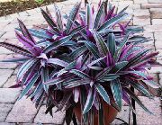 фіолетовий Домашні рослини Рео Квітка (Rhoeo Tradescantia) фото