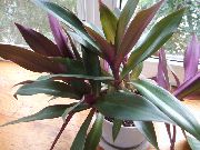 紫 室内植物 Rhoeo紫露 花 (Rhoeo Tradescantia) 照片