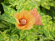 orange Innendørs planter Blomstring Lønn, Gråtende Lønn, Kinesisk Lykt  (Abutilon) bilde