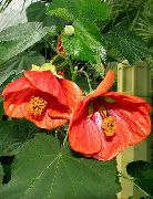 červená Pokojové rostliny Kvetoucí Javor, Pláč Javor, Lampion Květina (Abutilon) fotografie