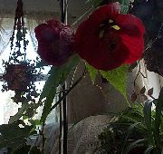 红葡萄酒 室内植物 开花的枫树，槭泣，中国彩灯  (Abutilon) 照片