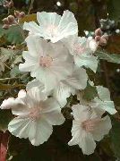 weiß Zimmerpflanzen Blühende Ahorn, Ahorn Weinen, Chinesische Laterne Blume (Abutilon) foto