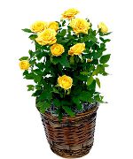geltonas Vidinis augalai Rožė žiedas (Rose) nuotrauka