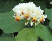 biela Izbové Rastliny Mys Stock-Ruža, Snemovňa Vápno, Afričan Konope Kvetina (Sparrmannia africana) fotografie