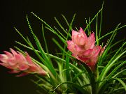 粉红色 室内植物 铁兰 花 (Tillandsia) 照片