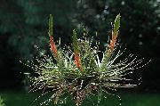 წითელი შიდა მცენარეები Tillandsia ყვავილების  ფოტო