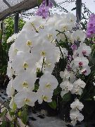 biela Izbové Rastliny Phalaenopsis Kvetina  fotografie