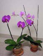 Phalaenopsis lilla Fiore