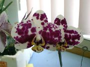 Phalaenopsis claret Blomst