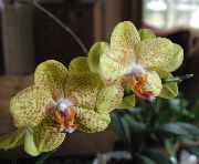 Phalaenopsis gul Blomma