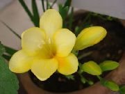 κίτρινος φυτά εσωτερικού χώρου Φρέζια λουλούδι (Freesia) φωτογραφία