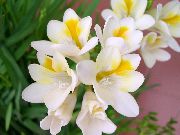 λευκό φυτά εσωτερικού χώρου Φρέζια λουλούδι (Freesia) φωτογραφία