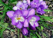 Freesia lilás Flor