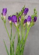 violet Plante de interior Frezii Floare (Freesia) fotografie