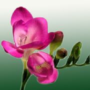 ružový Izbové Rastliny Frézie Kvetina (Freesia) fotografie