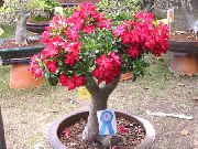 vermelho Plantas de interior Desert Rose Flor (Adenium) foto
