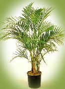 zelená Pokojové rostliny Kudrnaté Palmu, Kentia Dlaň, Ráj Palm (Howea) fotografie