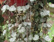 rengârenk Kapalı bitkiler Tespih Asma, Kalplerin Dizisi (Ceropegia woodii) fotoğraf