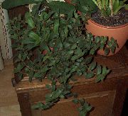 grön Krukväxter Cyanotis  foto