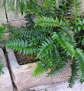 tamsiai žalia Vidinis augalai Holly Papartis (Cyrtomium) nuotrauka