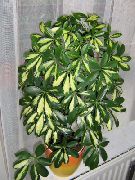 Magnólie kropenatý Rostlina