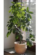 зелений Домашні рослини Шеффлера (Гептаплерум) (Schefflera) фото