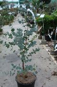 zelená Pokojové rostliny Gum Tree (Eucalyptus) fotografie