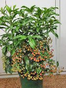 зелений Домашні рослини Ардізія (Ardisia) фото