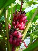 绿 室内植物 开花香蕉 (Musa coccinea) 照片