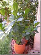 მწვანე შიდა მცენარეები ბალზამი ვაშლის (Clusia) ფოტო